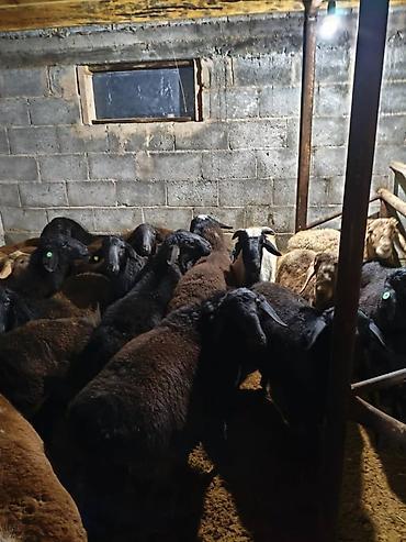 Баран, овца: Продаю | Овца (самка) | Меринос | Для разведения | Матка — 4