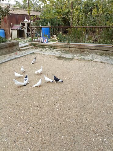 Göyərçinlər: Ağ rəngli ev göyərçinləri - Rəng: əsasən tam ağ, bəzilərində qara ağ — 8