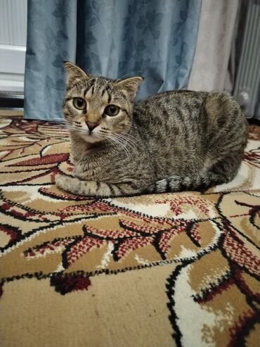 в добрые руки собаку: Кошка даром: Скотиш Фолд (Шотландская вислоухая), 1 год, Девочка, С прививками, Метис, Приучена к лотку