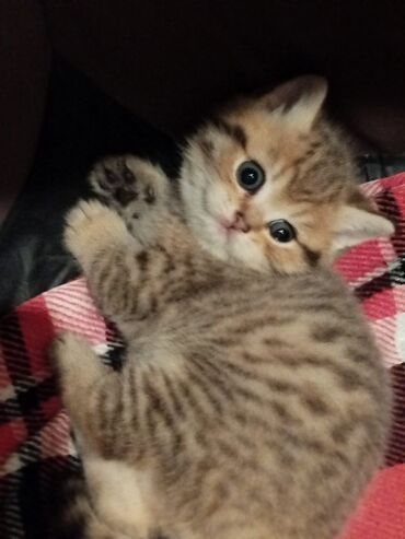 Pişiklər: 200 manatdan başdıyan qiymətlər 1000 manata kimi. Qiymət pişiyin — 21