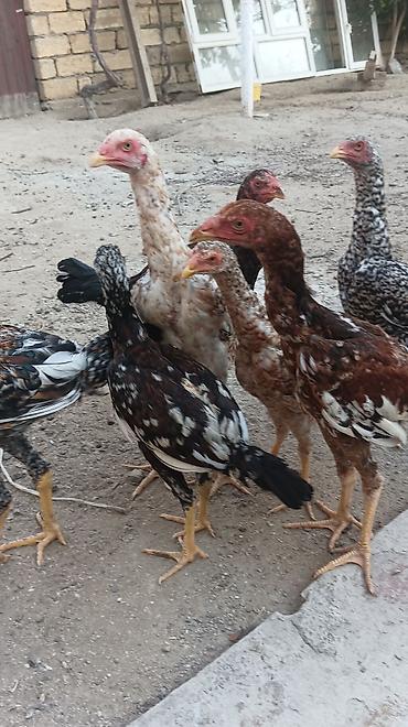 pitbul balasi satilir: Toyuq cücələri, Damazlıq, Ünvandan götürmə — 8