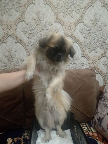 İtlər: Pekines, 2 il, Dişi, Peyvəndli, Ünvandan götürmə, Ödənişli çatdırılma — 4