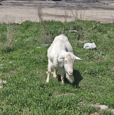 животные для дома: Срочно продаю коза с двумя козлятины,Самки
