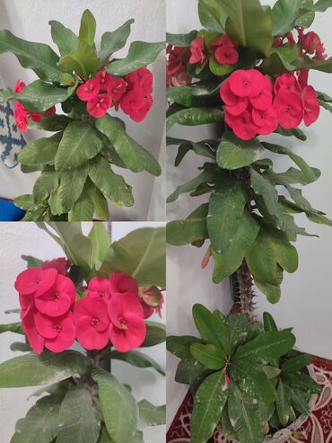 кумыс с медом бишкек: Молочай Миле (Euphorbia milii), декоративный комнатный куст с яркими