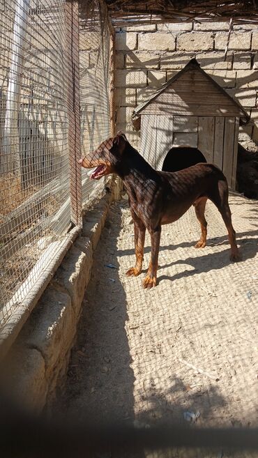 it parodaları: Doberman, 1 il, Erkek, Peyvəndli, Pulsuz çatdırılma