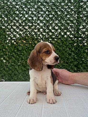 Psi: ŠTENCI BIGLA – The Lovely Dogs Pogledajte vrhunski kvalitet naših — 1