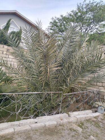 dekorativ agaclarin qiymeti: Ağaclar