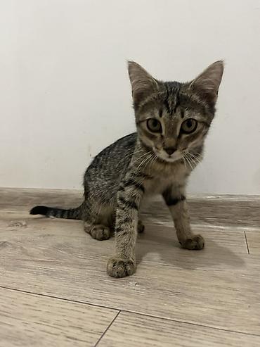 chi su: 🐾 Три котёнка ищут любящих хозяев 🐾 Трое очаровательных котят — 3
