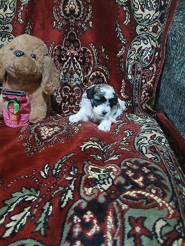 İtlər: Pudel, 1 ay, Dişi — 4