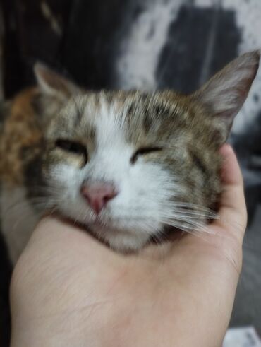 сиамские кошки: Одам в хорошие руки кошку 7-6 месяцев девочка хорошая но уличная
