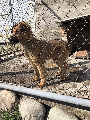 Продажа собак: Овчарка, 4 месяца, Самка — 13