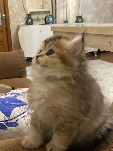 Pişiklər: Şinşilla, Dişi — 2