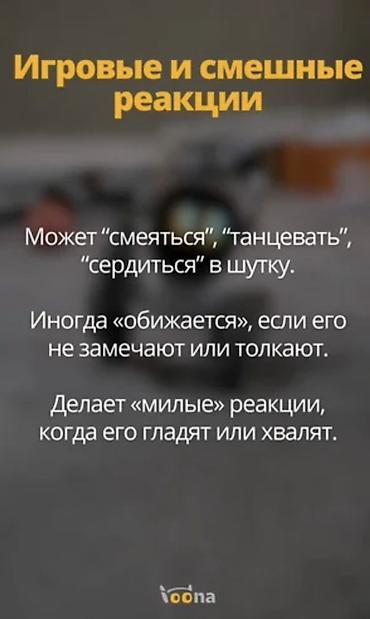 console games: Интерактивный робот‑питомец с ИИ Основные возможности: - — 4