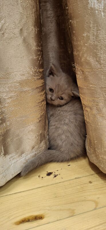 scottish fold satilir: Британская, Самец, Самка, Самовывоз, Платная доставка