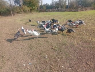 İnformatika: Satılır əlaqə nömrəsi 050-980-85-43