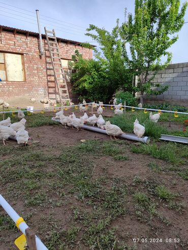 купить несушек курей: Домашние куры несушки. Осталось 30 штук. Хорошо несутся, яйца