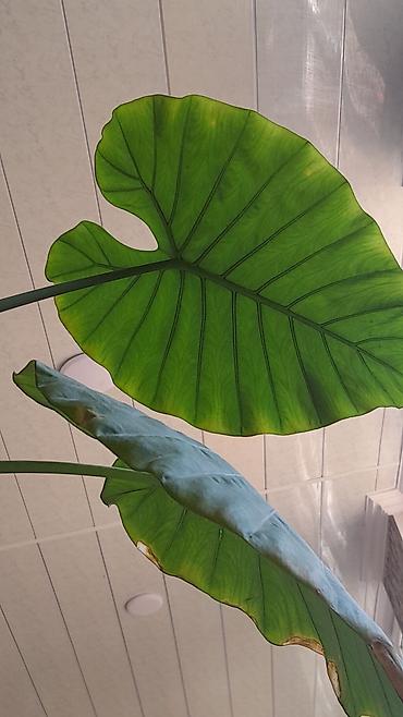 bezek bitkisi: Alokaziya (Alocasia) otaq bitkisi – iri, ürəkvari-oxvari yaşıl — 5