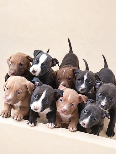 i̇t afcarka: Pitbul, 1 ay, Ünvandan götürmə — 1