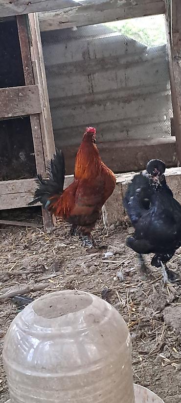 Toyuqlar: Toyuq, Damazlıq — 11