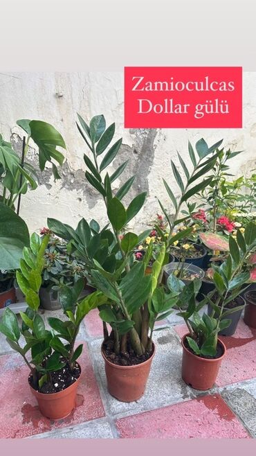 Otaq bitkiləri: Zamiokulkas bitkisi, hər bir qonağı heyran edəcək parlaq, tünd yaşıl