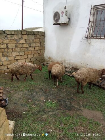 Qoyunlar, qoçlar: 3 qoyun 1 quzu satılır biri ana baladir dişi bala ilə kom 1.150 — 3