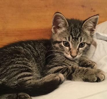 Продажа кошек: 🐱❤️ Малыши в поисках дома! Посмотрите на эти мордашки — каждому из них — 4