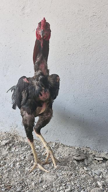 husky balası: Toyuq, Damazlıq — 10