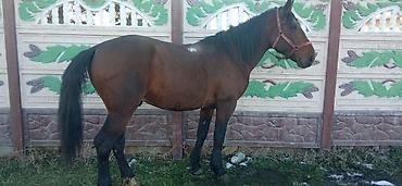 Лошади, кони: Продаю | Жеребец | Для разведения | Племенные — 8