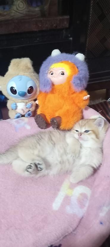 Pişiklər: Britan, Yaxşı əllərə — 25