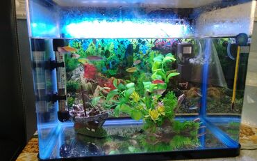 Akvariumlar: Dördbucaq akvarium, Balıqlarla birlikdə, 30 l, Ünvandan götürmə