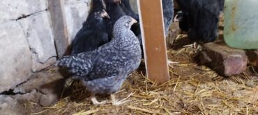 Digər quşlar: Ya Allah. Salam Hər vaxtınız xeyir! 6 Noyabr 2025 ci ildən — 9