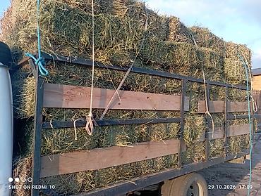 компрессор для аквариума бесшумный купить: Эспарцет 110 тук сатылат Ысык кол Бостериде доставка бар — 4