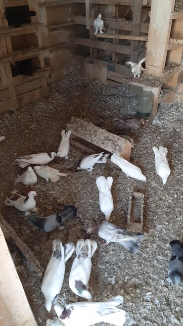 dəvə quşu: Oz heyvanlarimdi, iwle elaqedar baxa bilmirem deye satiram hamsini