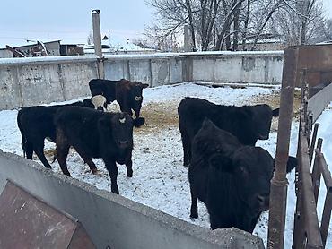 Коровы, быки: Продаю | Бык (самец) | На откорм — 3