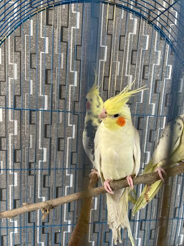 Tutuquşları: Salam. ENDİRİMLƏR🦜🐦 Qiymət dənə düşməmişlər 35 m başlayır — 6