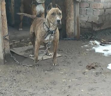 Собаки: Продаю Питбуль Кубинец 2 года девочка Отдам за 1000 окончательно