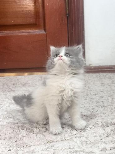 Продажа кошек: Плюшевые котята от мамы рэгдолл❤️ котятам 2-месяца, кушают все, ходят at lalafo.kg — 1 Продажа кошек: Плюшевые котята от мамы рэгдолл❤️ котятам 2-месяца, кушают все, ходят — 1