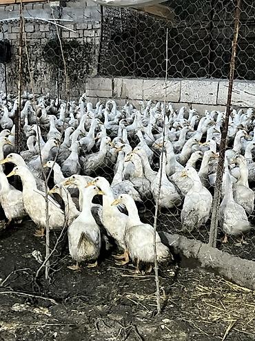 dovsan sekilleri: Məhsul: Ağ yerli ördəklər (kütləvi sayda) Təsvir: - Şəkillərdə — 2