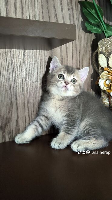 шиншилла котенок: Шиншилла