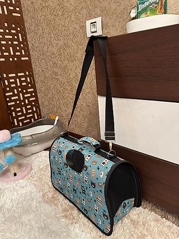 Pişiklər: Şotland — 6