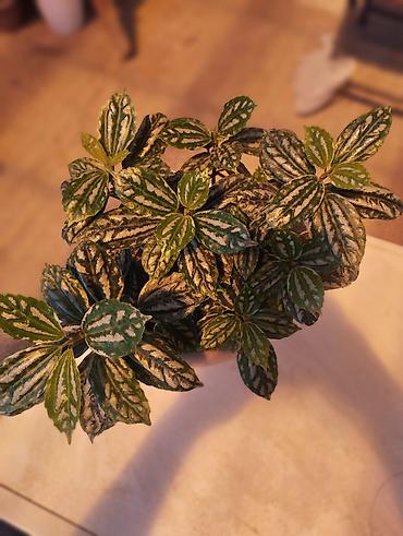 Комнатные растения: Арбуз. Пилея Кадье (Pilea cadierei), также известная как — 3