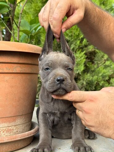 İtlər: Kane-Korso — 3