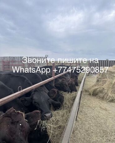 бычки телки: Продаю | Корова (самка), Бык (самец) | Ангус, Герефорд, Голштин | Для молока
