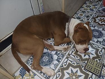 İtlər: Pitbul, Erkək — 8