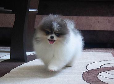 Продажа собак: Шпиц, 3 месяца, Самец, С прививкой at lalafo.kg — 14 Продажа собак: Шпиц, 3 месяца, Самец, С прививкой — 14