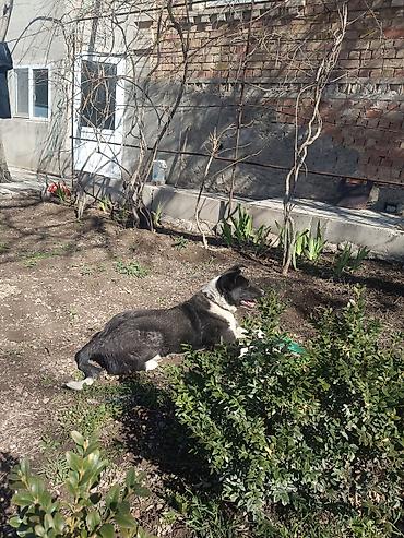 Продажа собак: Колли, 7 месяцев, Самец — 11