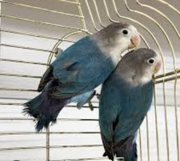 Птицы: Массковые неразлучники (Agapornis): декоративные попугаи малых — 4