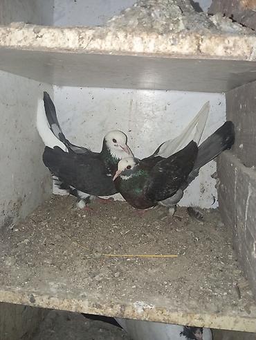 ördək balası və cücə: QUŞLAR SAHİBLƏNDİRİLİR HƏR BİRİ FƏRQLİ FƏRQLİ QİYMƏTLƏRLƏ — 3
