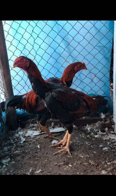 оборудование для кур несушек: Продаю | Петух | Бойцовая | Для разведения, Для боев