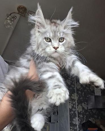 Продажа кошек: Породистый котёнок мейн-кун, окрас серебристый мрамор (silver tabby) — 6